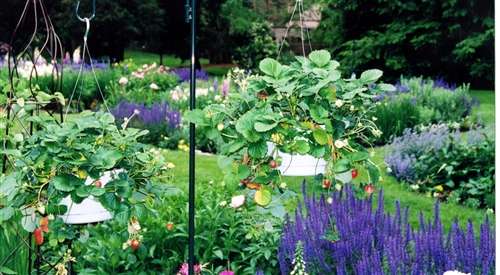 Phot of a Landscape Example - English Garden w/ Hanging Strawberry Plants