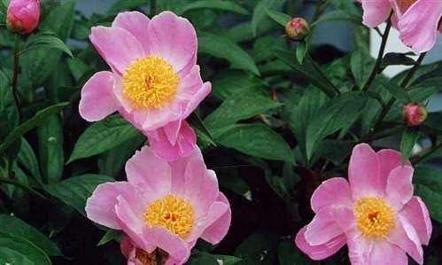 Photo of a Peony - 'Mischief'