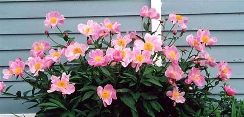 Photo of a Peony - 'Mischief'