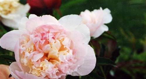 Photo of a Peony - 'Raspberry Sundae'