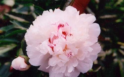 Photo of a Peony - 'Festiva Maxima'