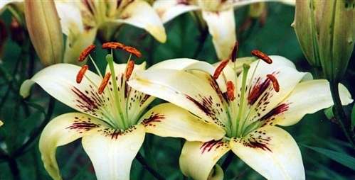 Photo of an Asiatic "Brushstroke" Lily, blooms in June