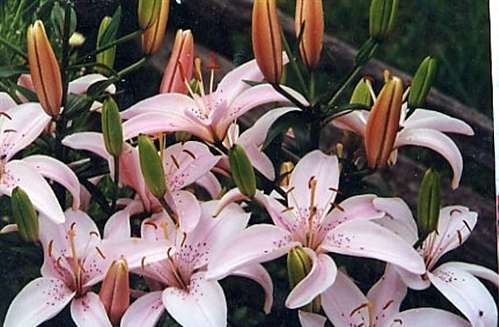 Photo of an Asiatic "Moneymaker" Lily, blooms in July