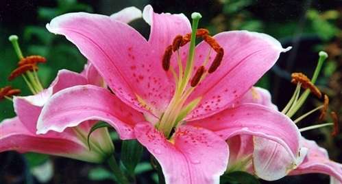 Photo of an Oriental "Sorbonne" Lily, blooms in August