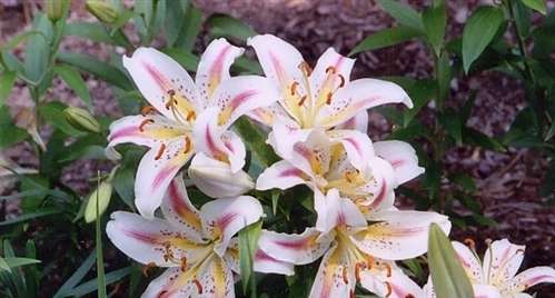 Photo of an Oriental Lily - 'Arena'