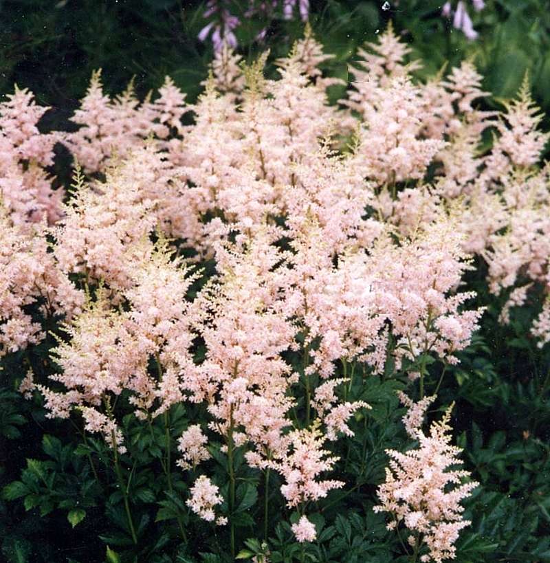 0885-s_astilbe_sprite_shell_pk_a_12.jpg