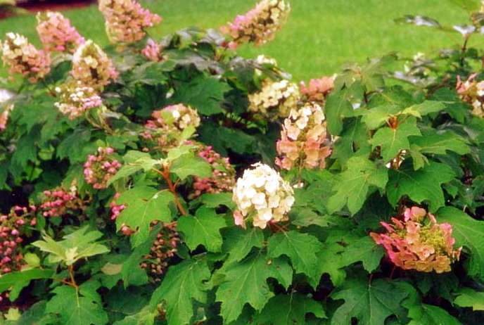 Custom Garden Designs - Great Resources - Hydrangea Shrubs