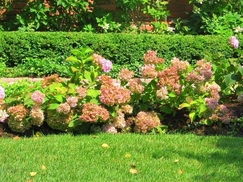 Custom Garden Designs  Great Resources  Hydrangea Shrubs