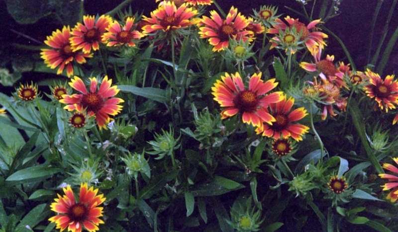 1245+s+blanket+flower+red+orange+ja+12+jpg