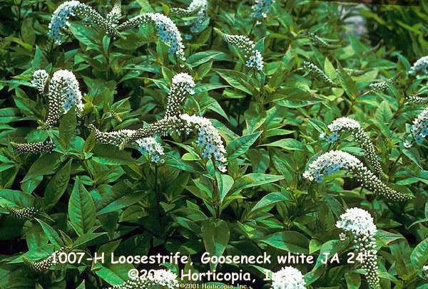 white loosestrife