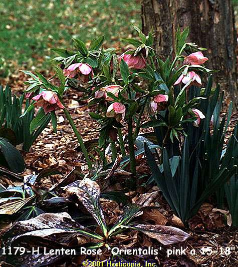 Lenten Rose