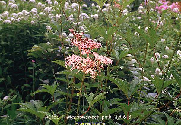 Meadowsweet Plant Pink