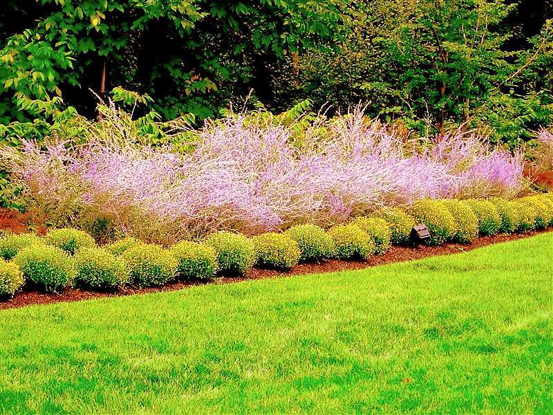 Russian Sage actually a Russian Sage actually a