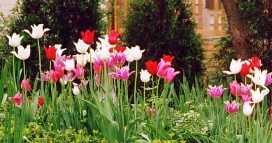 Tulip Lilies