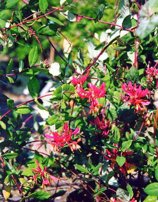 Honeysuckle vine tattoo honeysuckle vine cold hardiness. invasive vines florida pics. vinebook e commerce. vine plants with five leaves. tattoo blackberry 