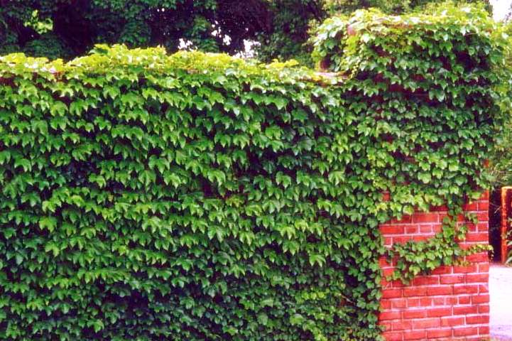 climbing ivy