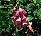 Photo of a Foxglove 'Tetraploid' red rasp. jJ  3'(annual)