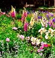 Photo of a Foxglove 'Giant Shirley' mixed  jJ  3-5' (annual)