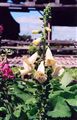 Photo of a Foxglove 'Alba' white  jJ  3-5' (annual)