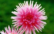 Photo of Dahlias 'Park Princess' pink JAS  30"