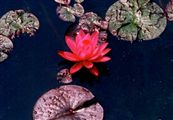 Photo of a Water Lily pink JA