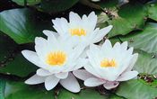 Photo of a Water Lily white JA