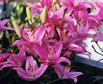 Photo of Lily, Asiatic 'Cote d'Azur' pk j 26-28" (5/dot)