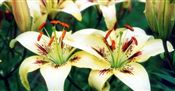 Photo of Lily, Asiatic 'Brushstroke' cream/plum jJ 60"