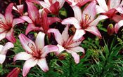 Photo of Lily, Asiatic 'Strawberry Cream' pk/wh j 3-4'