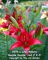 Photo of Lily, Asiatic 'Razzle Dazzle' red J 4-5'