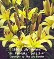 Photo of Lily, Asiatic 'St. Patrick' yel j 3-4'