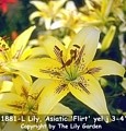 Photo of Lily, Asiatic 'Flirt' yel j 3-4'