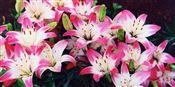 Photo of Lily, Asiatic 'Lollypop' wh/pk jJ 2-3' (5/dot) 
