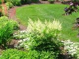 Photo of Astilbe 'Bridal Veil' white JA 24"