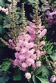 Photo of Astilbe 'Pumila' lavender pink JA 12"