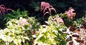 Photo of Astilbe 'Ostrich Plume' pink  JA 24-36"