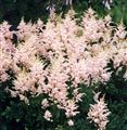 Photo of Astilbe 'Sprite' shell pink A 12"