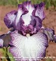 Photo of Iris, Bearded 'Autum Circus'(E/R) wht/pur MjS 35"