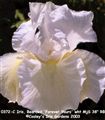 Photo of Iris, Bearded 'Forever Yours'(M/R) wht MjS 38"