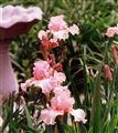 Photo of Iris, Bearded 'Beverly Sills'(EM) pk  Mj 36"