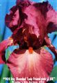 Photo of Iris, Bearded 'Lady's Friend'(E) pk Mj  38"