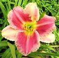Photo of Daylily 'Banned in Boston' (M/R) rose/wht J 26"