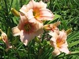 Photo of Daylily 'Lady Eleanor' (E/R) pk jJ 20"