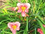 Photo of Daylily 'Strawberry Candy' (EM/R) pk/rose jJA 26"