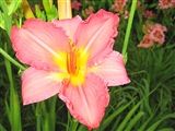 Photo of Daylily 'Park East' (M) pch J 22"