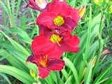 Photo of Daylily 'Mark My Word' (EM) red/crm jJ 26"