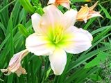 Photo of Daylily 'Viracocha' (EM) lt melon jJ 25"