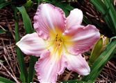 Photo of Daylily 'Mae Graham' rich pink blend J 18"