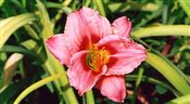 Photo of Daylily 'Bug's Hug' (EM/R) rasp pk j 15"