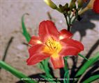 Photo of Daylily 'Cherry Cheeks' (ML) rasp JAS 28"